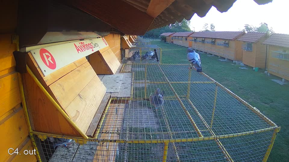 Pigeon Arrival Image For Race Race 5