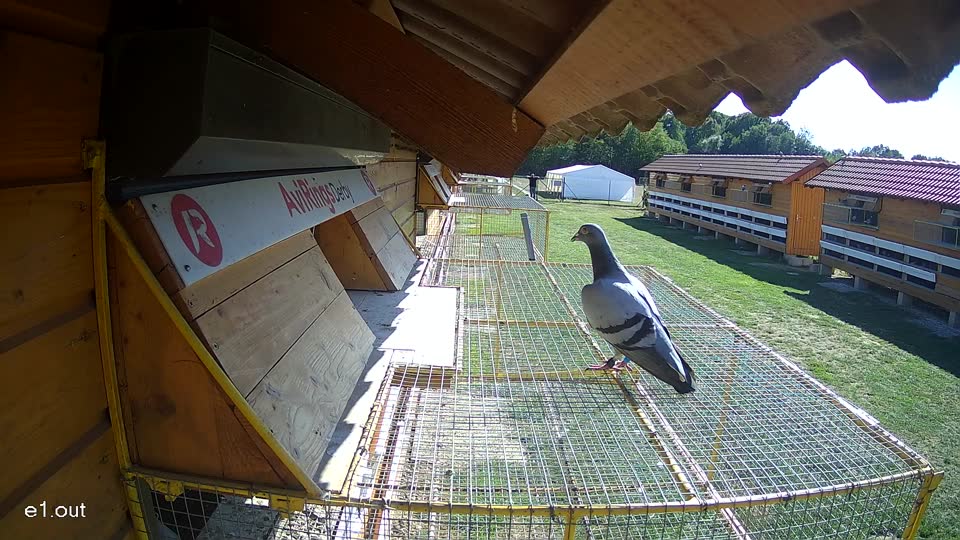 Pigeon Arrival Image For Race Final Race 1/3