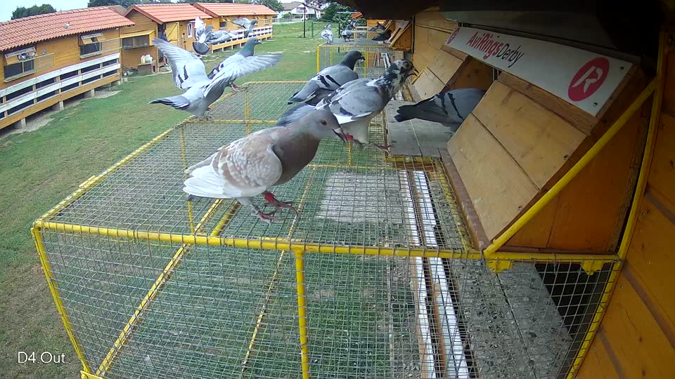 Pigeon Arrival Image For Race Race 3