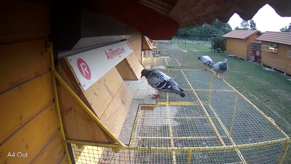 Pigeon Arrival Image For Race Race 4