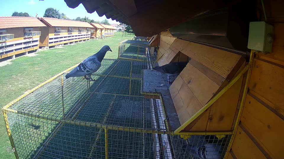 Pigeon Arrival Image For Race Race 2