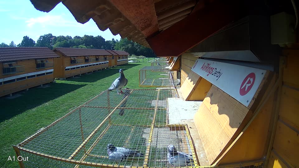 Pigeon Arrival Image For Race Final race 1