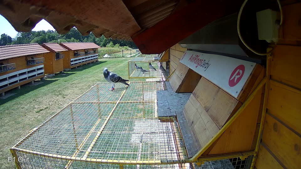 Pigeon Arrival Image For Race Race 1