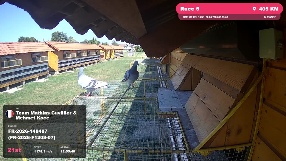 Pigeon Arrival Image For Race Race 5