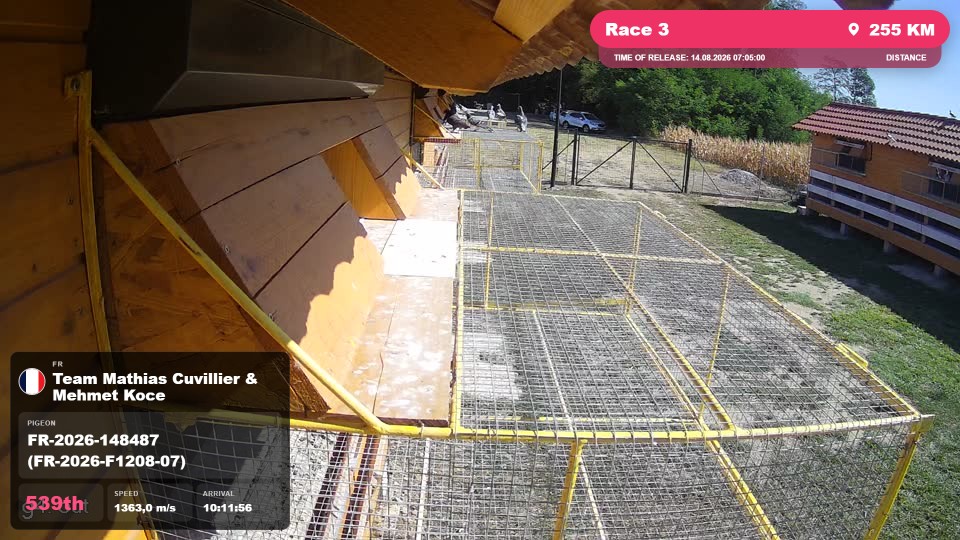 Pigeon Arrival Image For Race Race 3