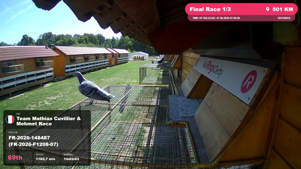 Pigeon Arrival Image For Race Final Race 1/3