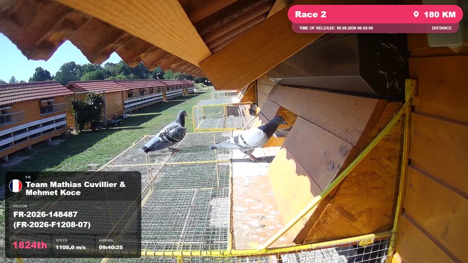 Pigeon Arrival Image For Race Race 2