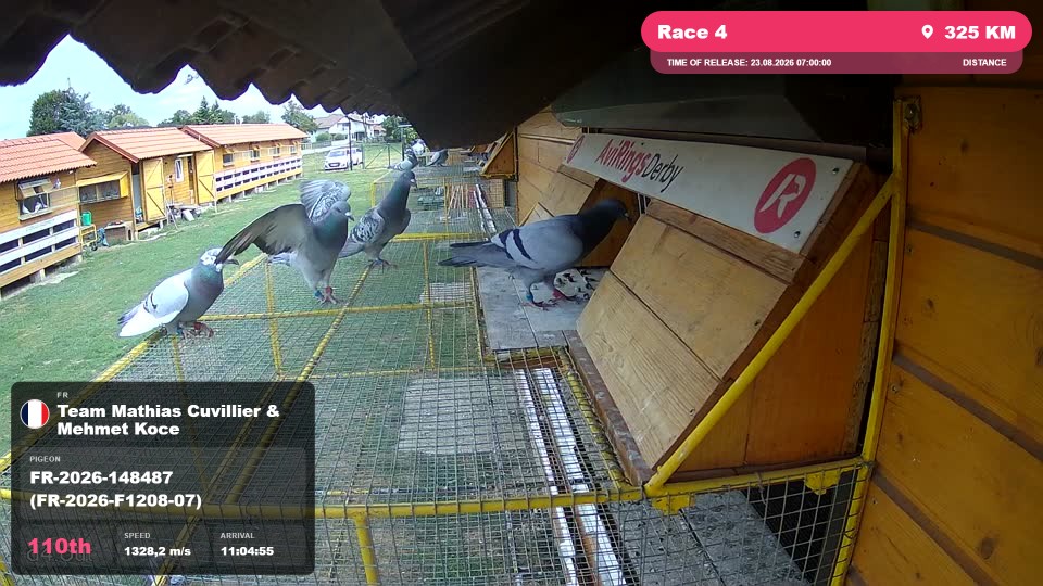 Pigeon Arrival Image For Race Race 4