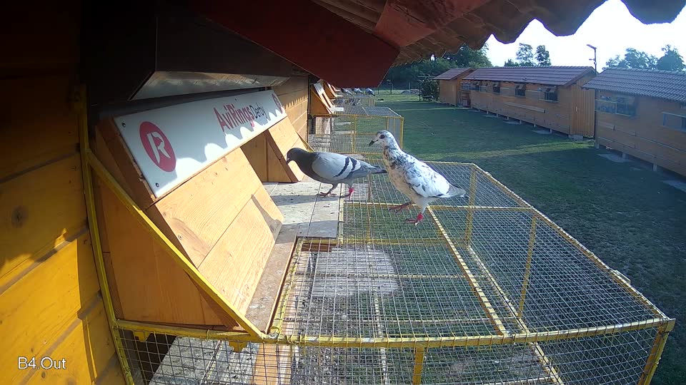 Pigeon Arrival Image For Race Race 4
