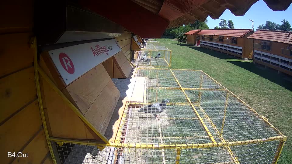 Pigeon Arrival Image For Race Race 2