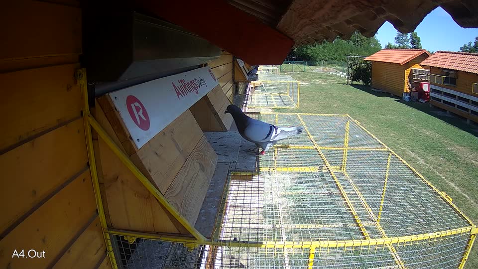 Pigeon Arrival Image For Race Race 5