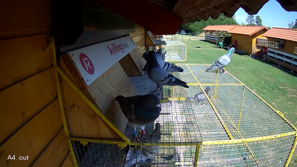 Pigeon Arrival Image For Race Race 4