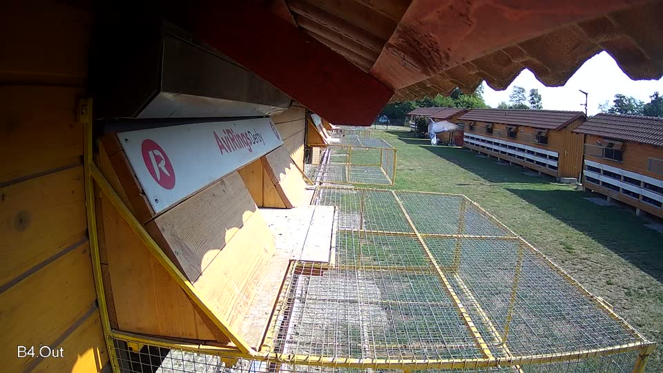 Pigeon Arrival Image For Race Race 1