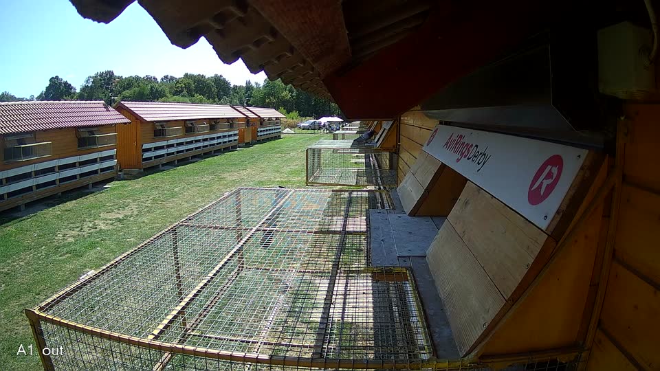 Pigeon Arrival Image For Race Race 5