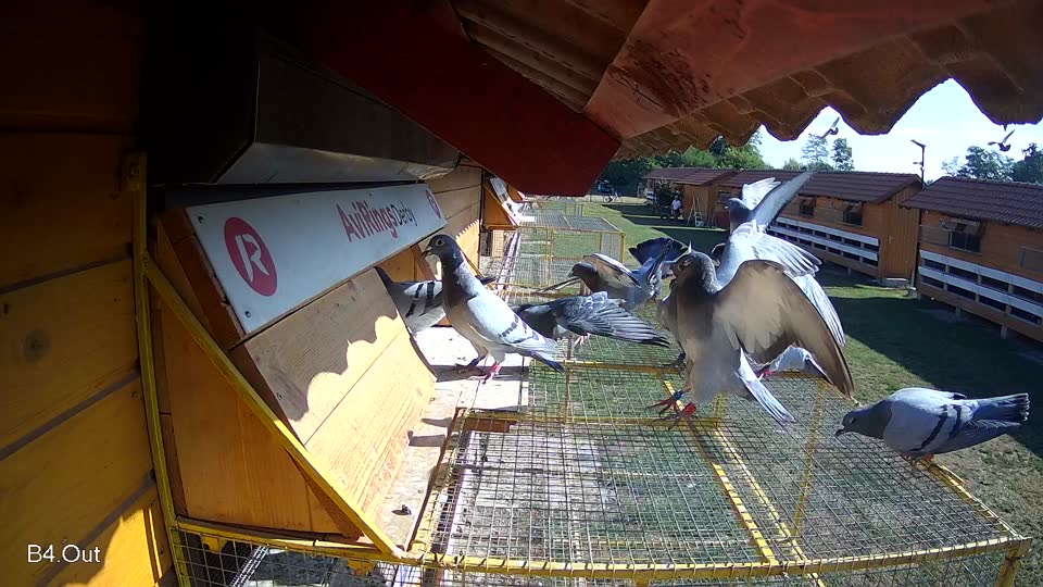 Pigeon Arrival Image For Race Race 2