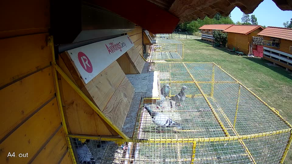 Pigeon Arrival Image For Race Race 1