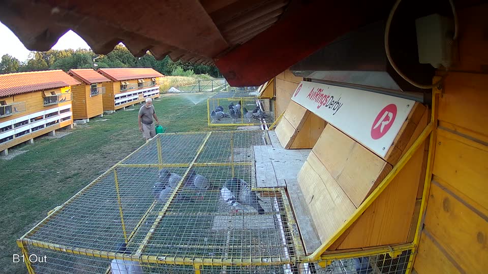 Pigeon Arrival Image For Race Race 3