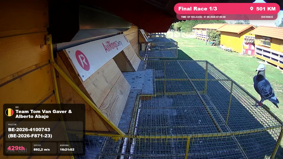 Pigeon Arrival Image For Race Final Race 1/3