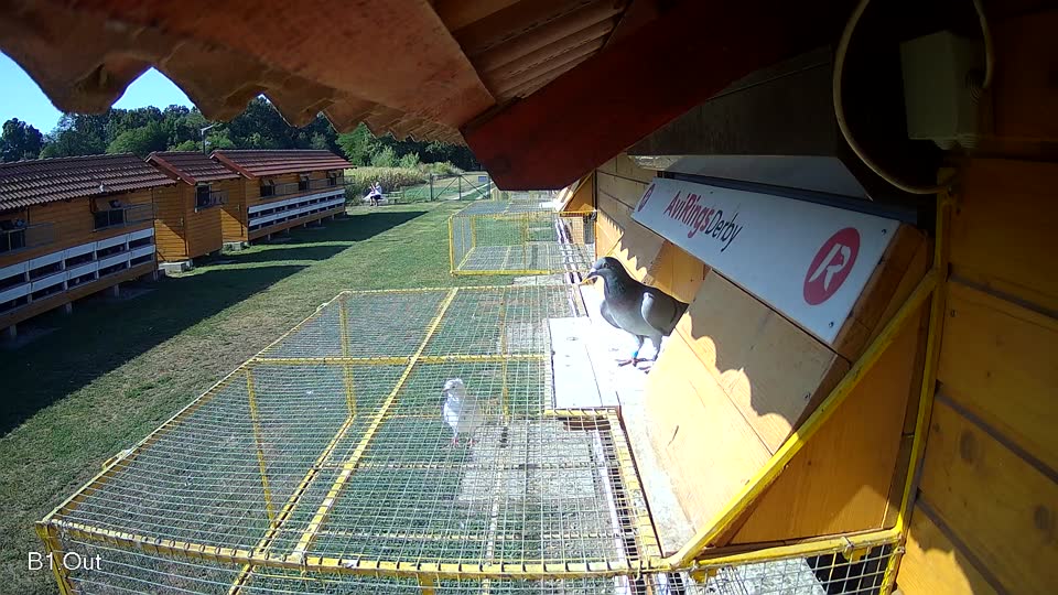 Pigeon Arrival Image For Race Race 2