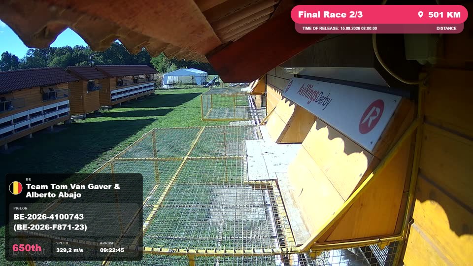 Pigeon Arrival Image For Race Final Race 2/3