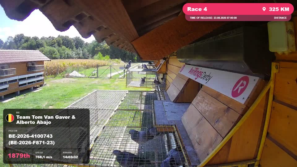 Pigeon Arrival Image For Race Race 4
