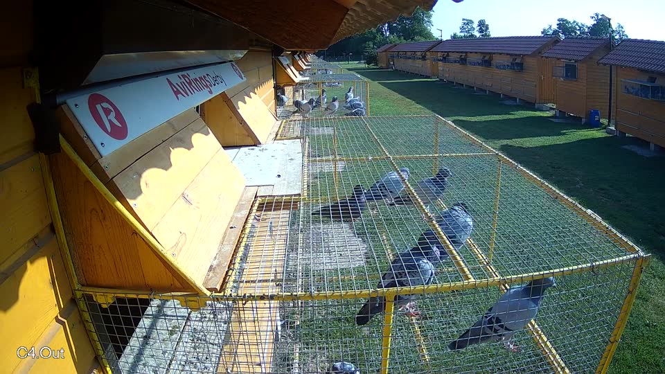 Pigeon Arrival Image For Race Race 3