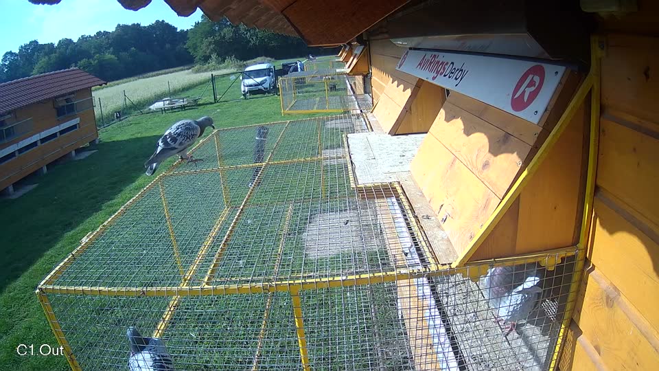 Pigeon Arrival Image For Race Final race 1