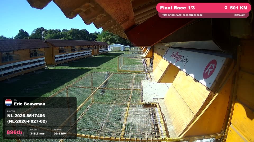 Pigeon Arrival Image For Race Final Race 1/3