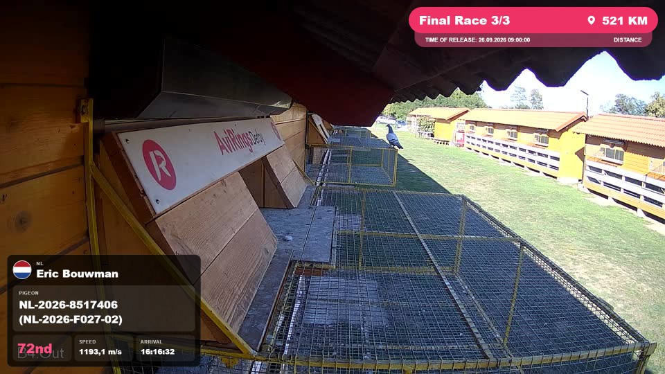 Pigeon Arrival Image For Race Final Race 3/3