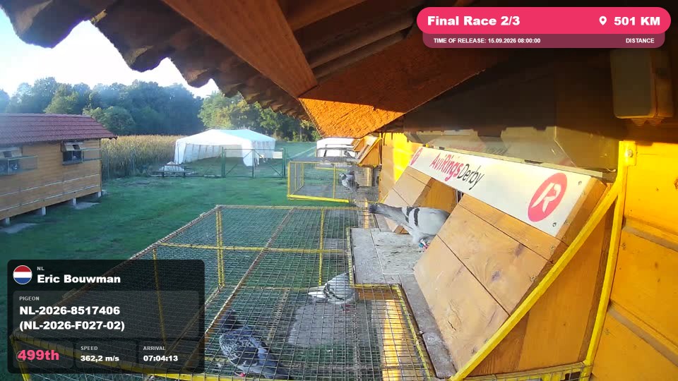 Pigeon Arrival Image For Race Final Race 2/3