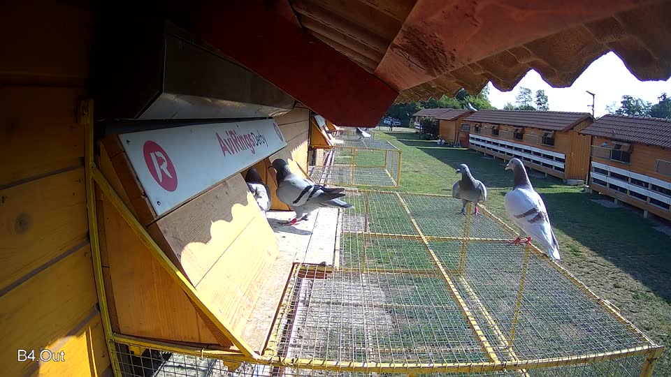 Pigeon Arrival Image For Race Race 1