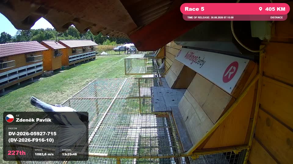 Pigeon Arrival Image For Race Race 5