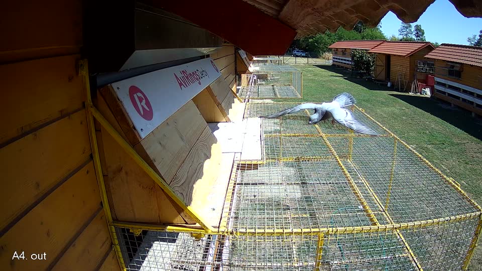 Pigeon Arrival Image For Race Race 3