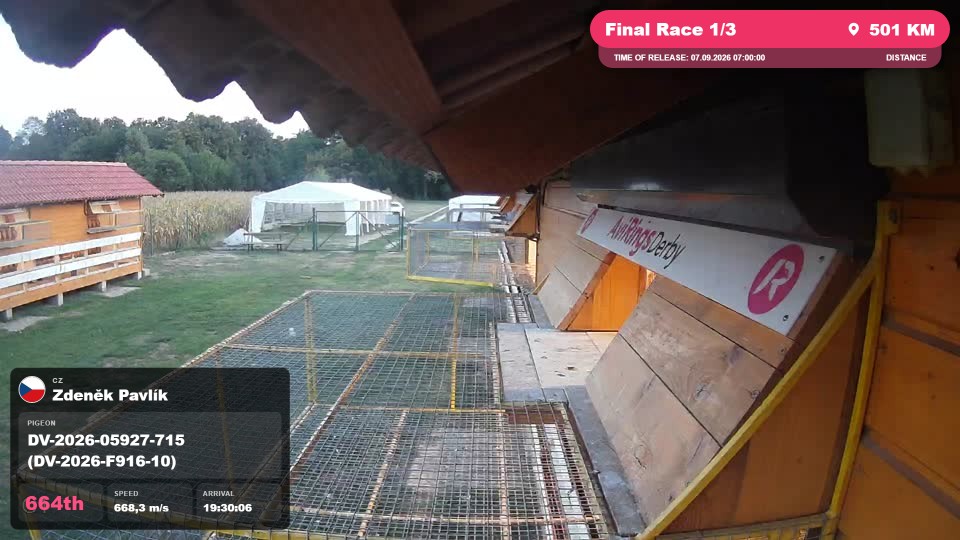 Pigeon Arrival Image For Race Final Race 1/3
