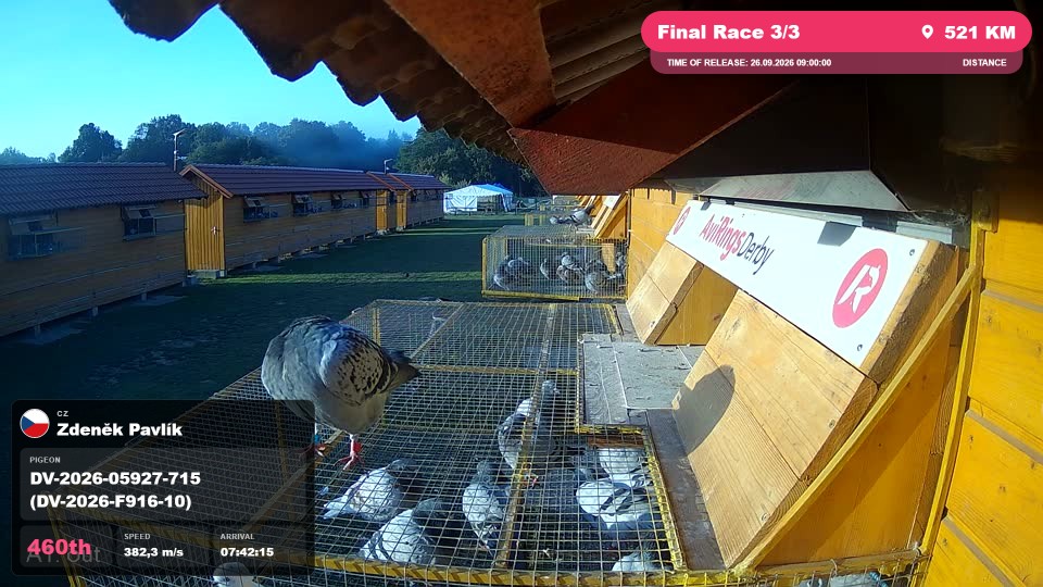 Pigeon Arrival Image For Race Final Race 3/3