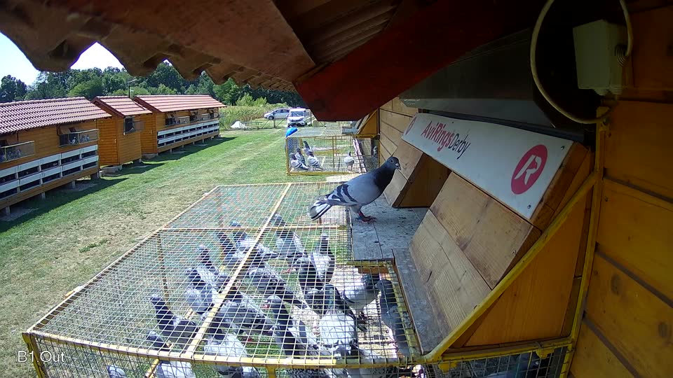 Pigeon Arrival Image For Race Race 1