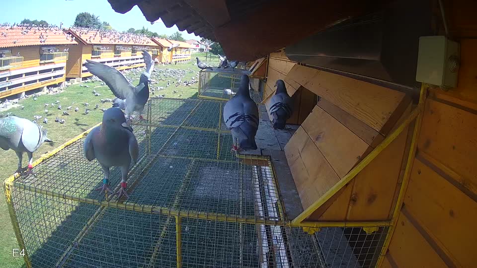 Pigeon Arrival Image For Race Race 3