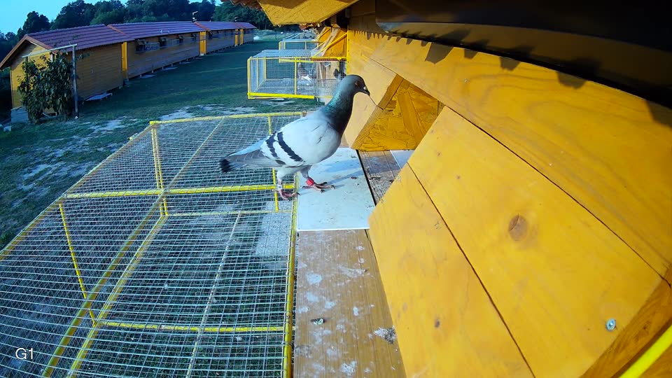 Pigeon Arrival Image For Race Race 4