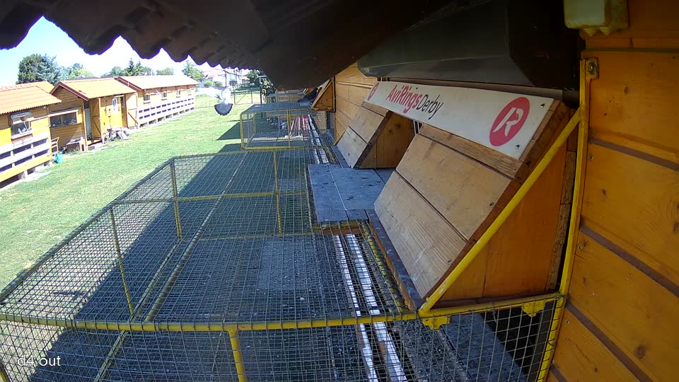 Pigeon Arrival Image For Race Race 3