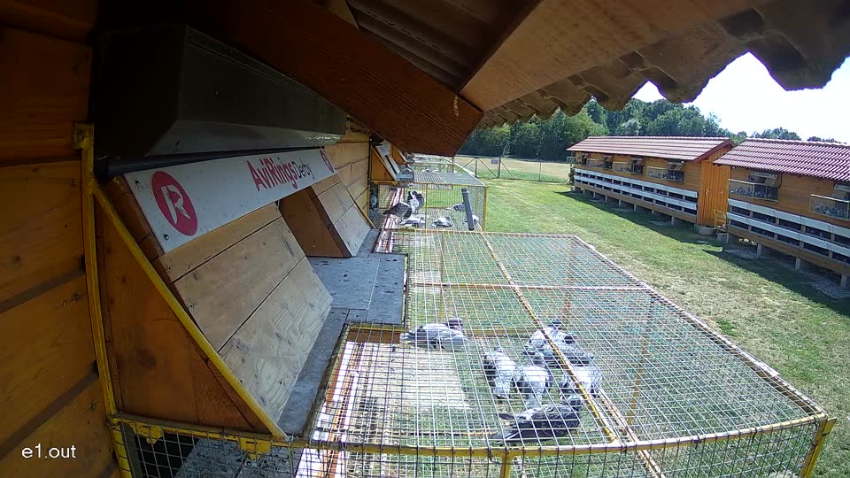 Pigeon Arrival Image For Race Race 2