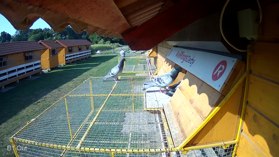 Pigeon Arrival Image For Race Race 1