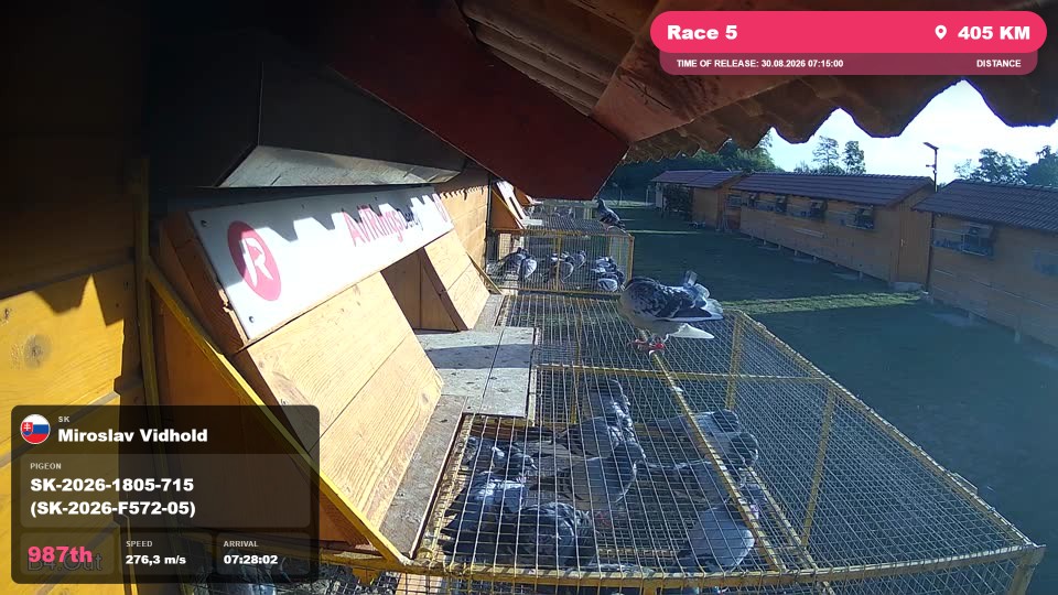 Pigeon Arrival Image For Race Race 5