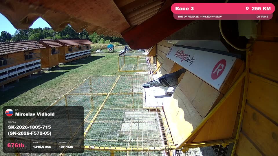 Pigeon Arrival Image For Race Race 3