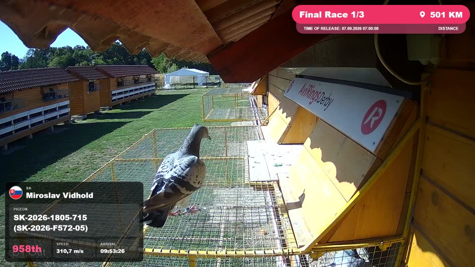 Pigeon Arrival Image For Race Final Race 1/3