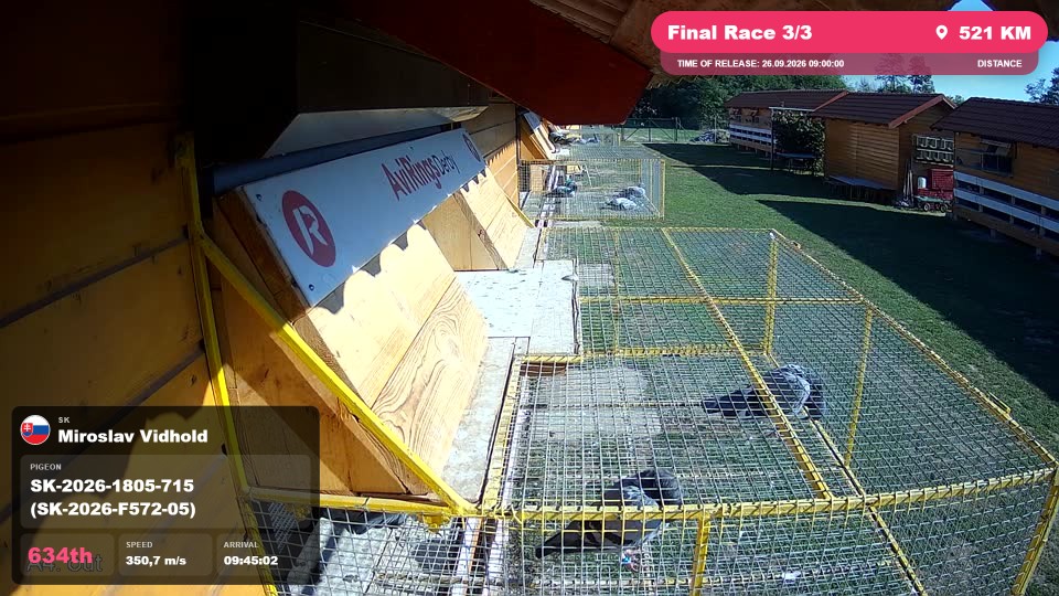 Pigeon Arrival Image For Race Final Race 3/3