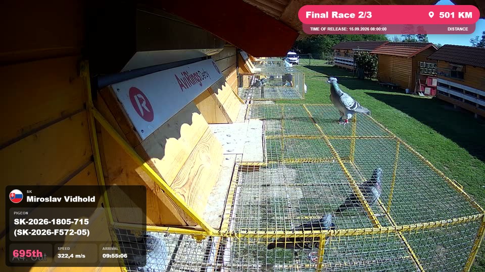 Pigeon Arrival Image For Race Final Race 2/3