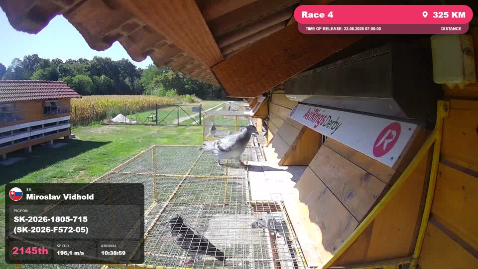 Pigeon Arrival Image For Race Race 4