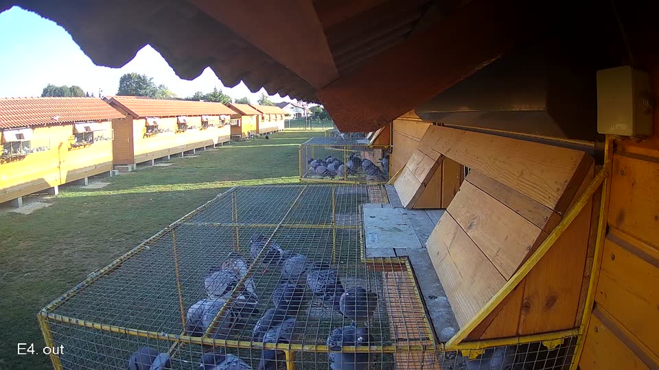 Pigeon Arrival Image For Race Race 5