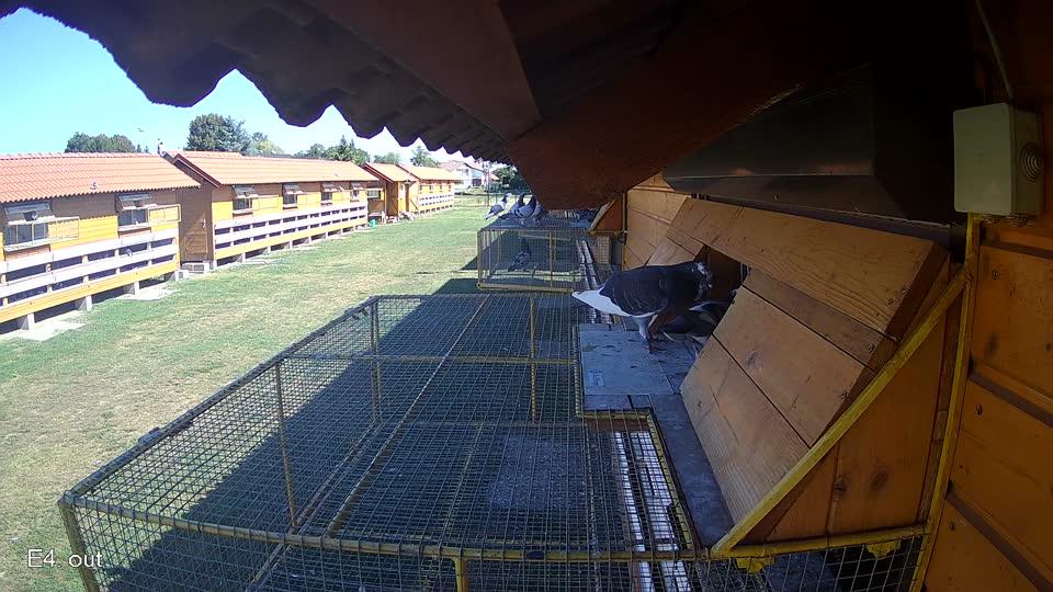 Pigeon Arrival Image For Race Race 3