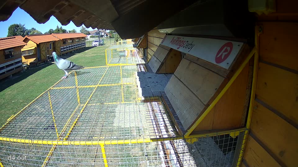 Pigeon Arrival Image For Race Final Race 1/3